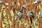 The birds devastate millet and sorghum fields.