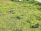 Birds doves walk on the green grass. Spring landscape. Beautiful photo