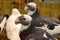 Birds. Dragoon pigeons