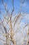Birds on dried twigs with blue sky.