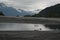 Birds drinking glacial run off