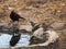 Birds drinking water at Tarangire National Park, Tanzania