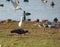 Birds and Ducks at Randarda Lake