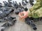 Birds eat grain from hands, city pigeons peck grain from human palms