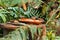 Birds eating out of a dish in the tropical greenhouse in Grand Rapids Michigan