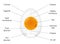 Birds Egg Anatomy Diagram Chart Structure Names