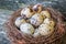 Birds eggs in nest, wooden background