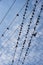 Birds on electric wire