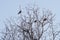 Birds Eurasian magpie lit by the last rays of the sun sit on the bush branches in the park in the spring at sunset in April.n