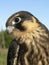 Birds of Europe and World - hobby falcon