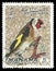 Birds, European Goldfinch