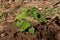 Birds eye chili plant on its growing stage with fresh young leaves