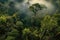 birds eye view of dawn light rainforest canopy