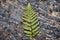 birds-eye view of fern leaf fossil on rough rock