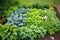 birds eye view of a sprawling bed of perennial hostas