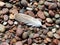 Birds feather on stones, Lithuania