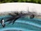 Birds Feathers Clinging To A Bird Bath, In An English Country Garden. UK