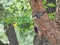 Birds on a Feeder: An American goldfinch and a white breasted nuthatch eat sunflower seeds from the same bird feeder