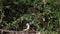 Birds at the Feeder, Superb Starling, Red-billed Hornbill, African Grey Hornbill, Group in flight, Tsavo Park in Kenya,