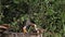 Birds at the Feeder, Superb Starling, Red-billed Hornbill, African Grey Hornbill, Group in flight, Tsavo Park in Kenya,