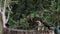 Birds at the Feeder, Superb Starling, Red-billed Hornbill, Group in flight, Tsavo Park in Kenya