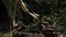 Birds at the Feeder, Von der Decken`s Hornbill, African Grey Hornbill, Red-billed Hornbill, Group in flight, Tsavo Park in Kenya,