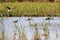 Birds feeding in swamp