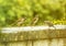 The birds on the feeding time - raining -natural scenery