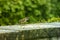 The birds on the feeding time - raining -natural scenery