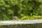 The birds on the feeding time - raining -natural scenery