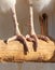 Birds feet closeup perched on branch Vertebrate organism on wood twig