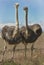 Birds Female Ostrich in camp against fence