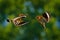 Birds fight fly, Hoopoe, Upupa epops, nice orange bird with in the green forest habitat, Bulgaria. Beautiful bird in the nature,