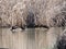 Birds fishing in the waters of lake ivars and vila sana, lerida, spain, europe