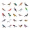 Birds Flat Vector Icons Collection