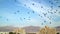 Birds flies over the city in the desert