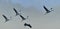 Birds in flight. Common Crane, Grus grus or Grus Communis.