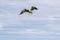 Birds in flight in Farne Islands, UK