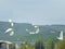 Birds in flight - the flock of white cranes in flight in sky of italy