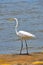 Birds in flight, great white egret, in the Port,