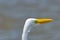 Birds in flight, great white egret, in the Port,