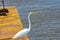 Birds in flight, great white egret, in the Port,