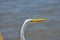 Birds in flight, great white egret, in the Port,
