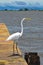 Birds in flight, great white egret, in the Port,