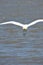 Birds in flight, great white egret, in the Port,