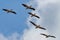 Birds in flight. Great white pelicans - Danube Delta, landmark attraction in Romania