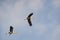 Birds in Flight Painted Storks flying in Cloudy Sky