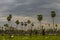 Birds flock landscape in La Estrella Marsh, Formosa