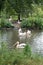 birds a flock of pelicans on the lake at the zoo