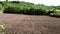 Birds flock in ploughed furrows of soil in English rural farmland